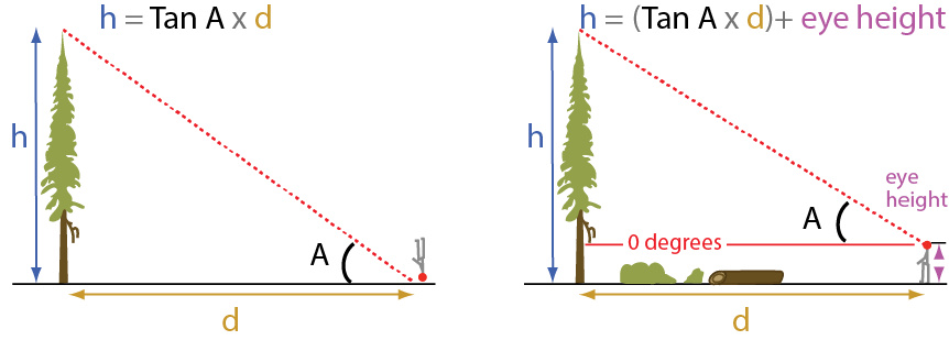 12+ Tree Height Calculation